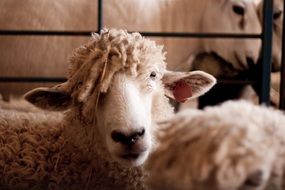 sheep on a farm