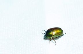 green beetle on a white background