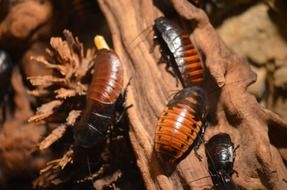 four brown Cockroaches, adult and young