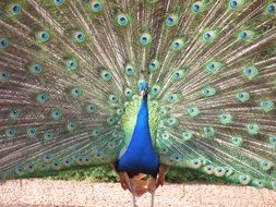 bright peacock close-up