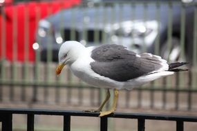 perched on handrails seagull