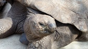 Turtle in zoo