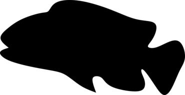 silhouette of aquarium fish