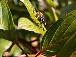 Wasp among green leaves