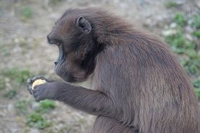 dschelada monkey with food in hand