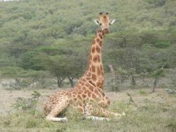 relaxing giraffe in kenya