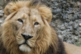 portrait of an Indian lion