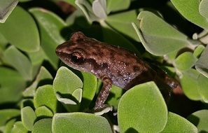 Rio Grande chirping frog on the leaves