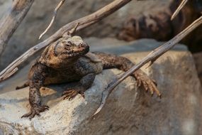 Chuckwalla reptile on stone sitting
