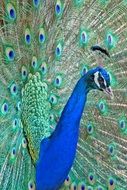 blue peacock with colorful tail in the park