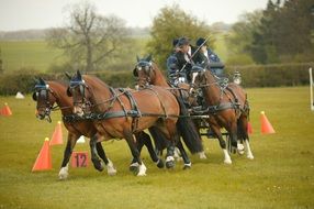 Carriage Driving Horses