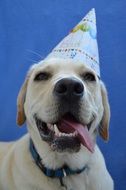 Birthday of the Labrador