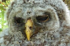 sleepy Owl Chick