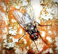 Macro photo of the fly on the wall