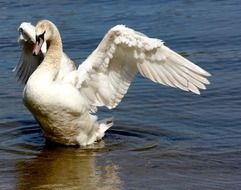 the swan takes off from the water