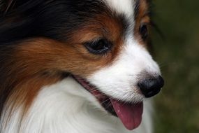 Papillon, head of small long-haired Dog