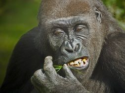 big gorilla satisfies hunger