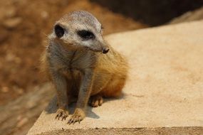 small Meerkat in Zoo