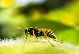 wasp on the flower close-up on blurred background