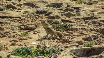 reptile in wildlife in Cyprus