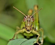 green grasshopper in the garden