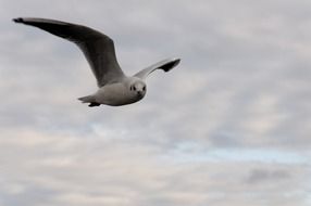 Seagull and clouds