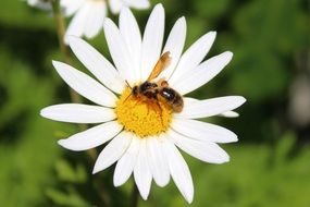 bee on a daisy on a sunny day