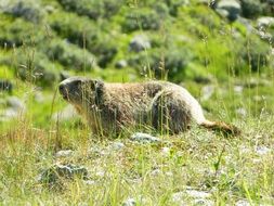 marmot in the grass on a sunny day