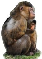 macaque with a baby on a white background