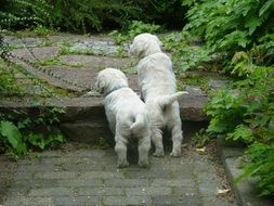 Golden Retriever Puppies