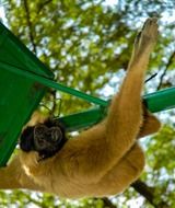 Monkey climbing