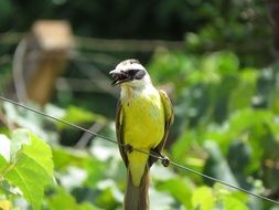 bird on a wire against a background of green trees