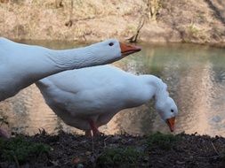 two white geese on the shore