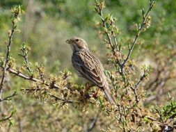 Grey Bunting Bird on a tree branch