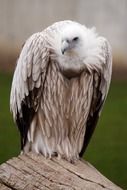 a vulture stands on a tree stump