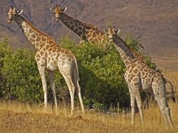 giraffes in Namibia
