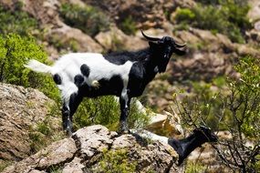 Goat Nature Mountain Ibex Pose