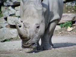 Big grey Rhino in safari