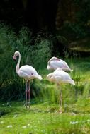 exotic flamingos in wildlife