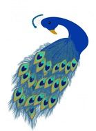 Peacock drawing