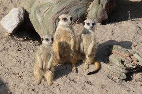 sweet meerkats