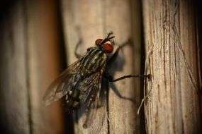 grey Fly on dry stems close up