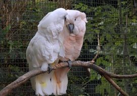 two white cockatoo parrots