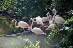 group of flamingos on the water