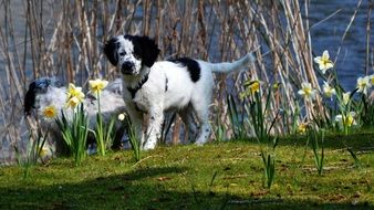 Puppy Dog Narcis