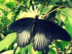 black butterfly on the green branch