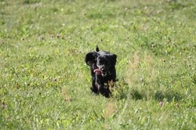 black puppy with a toy in the meadow