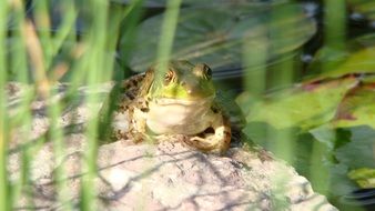 Bullfrog Amphibian Toad