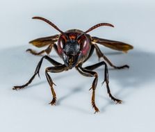 wasp on a white surface close-up