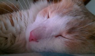 wondrous Cat Face